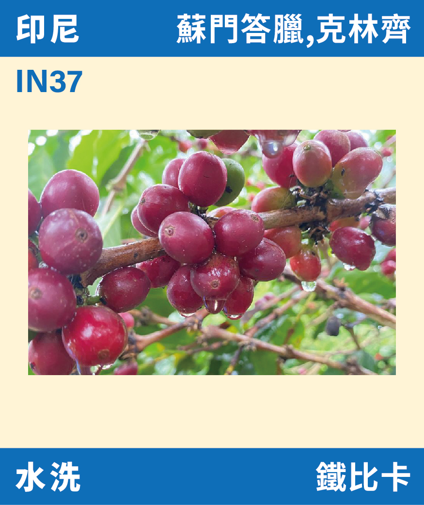 印尼 克林齊 Gayo 水洗