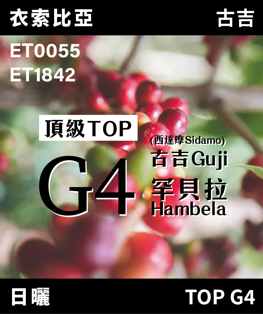 衣索比亞 古吉 TOP G4
