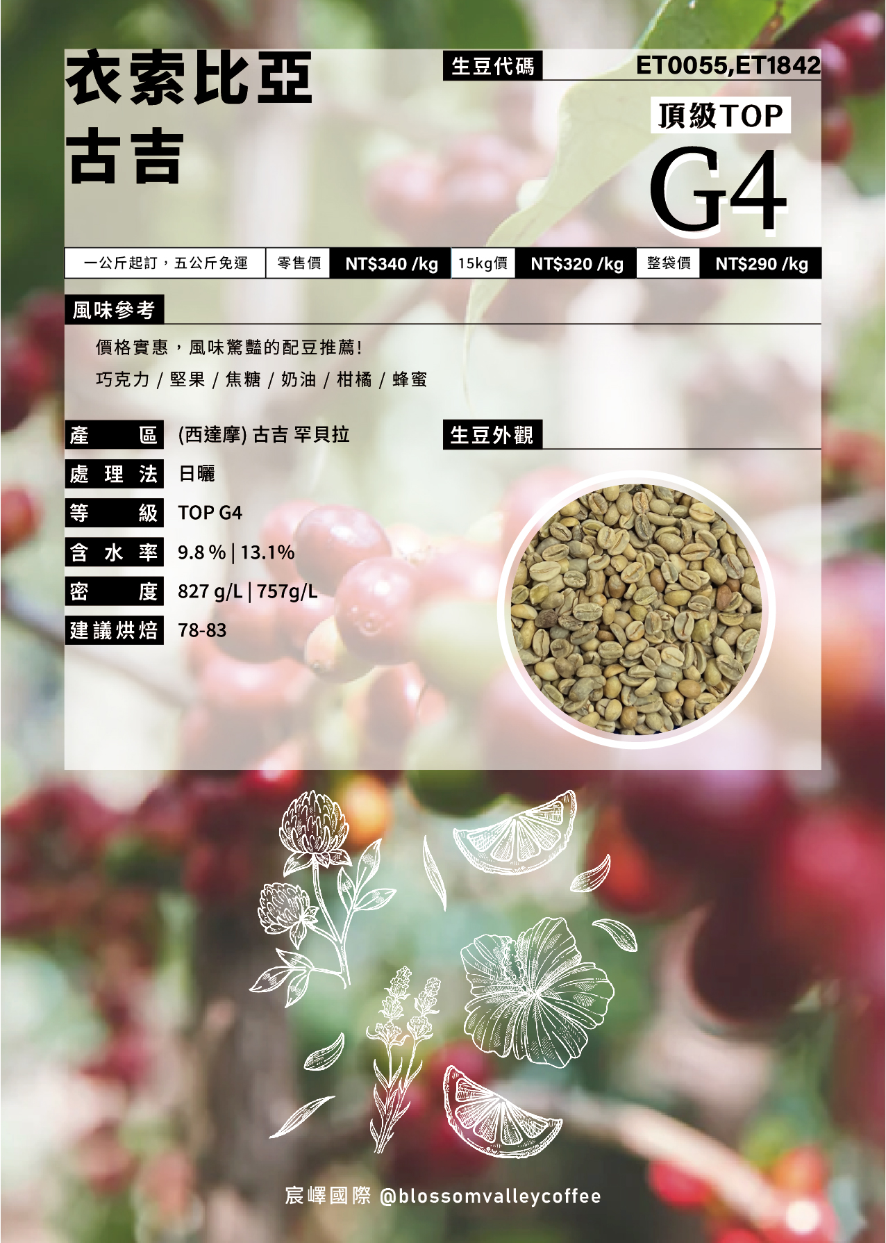 衣索比亞 古吉 TOP G4